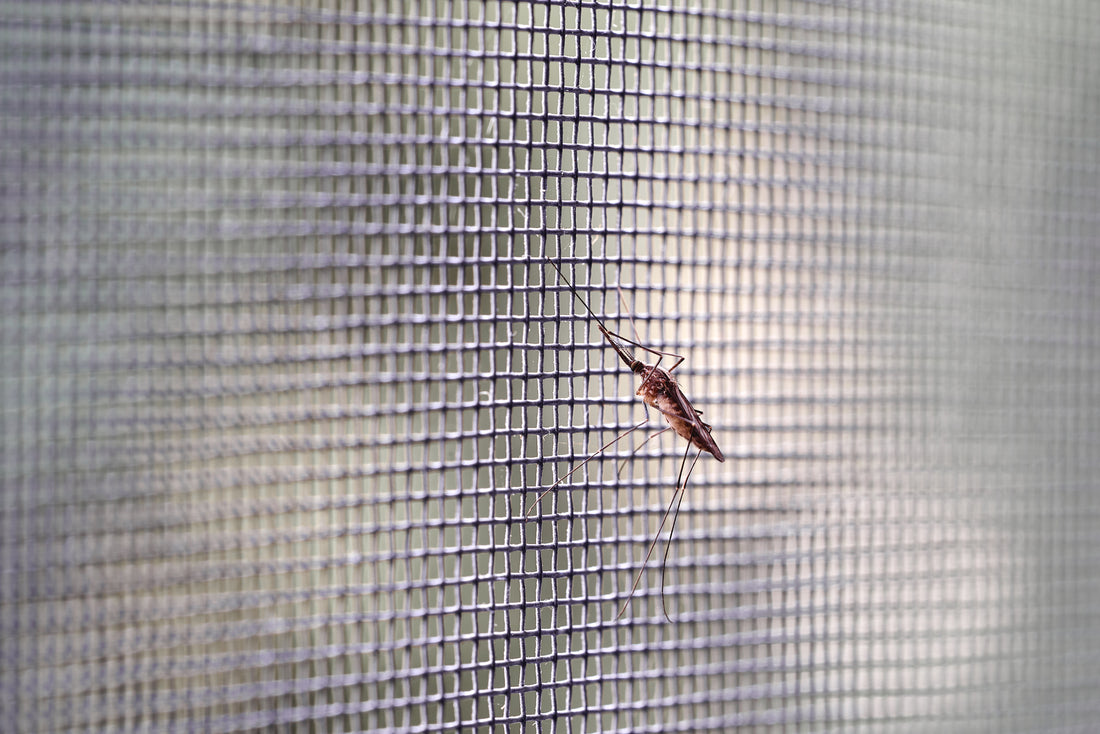 A close view of a mosquito standing on a silver bug screen made from wire or mesh. The mosquito cannot penetrate the screen.