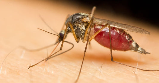 A close-up view of a mosquito biting someone's skin. The mosquito's body is enlarged and full of red blood.