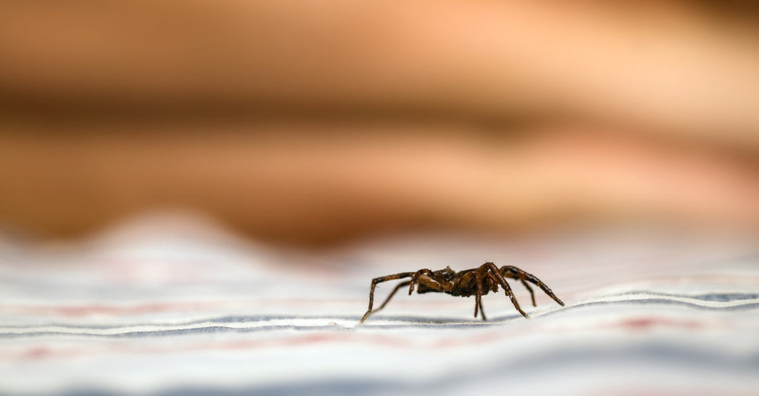 A small brown spider is crawling on bed sheets while a man with a beard sleeps nearby.